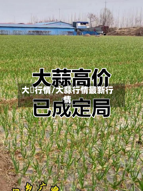 大祘行情/大蒜行情最新行情