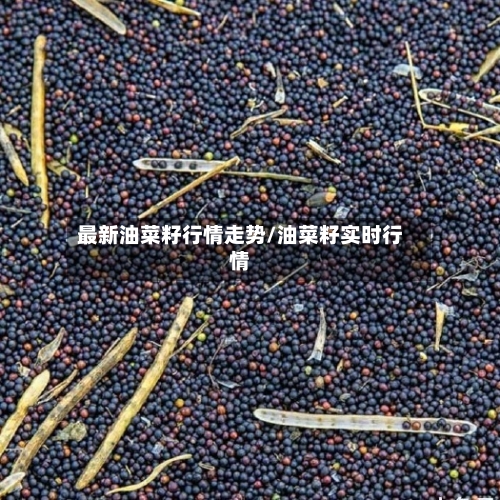 最新油菜籽行情走势/油菜籽实时行情-第3张图片